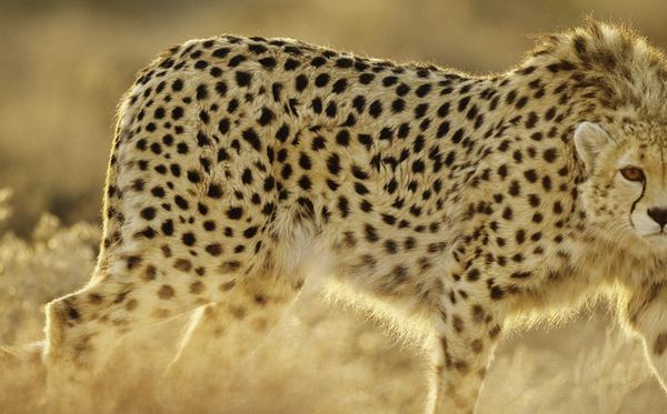 Cheetah Vibes Face Mask